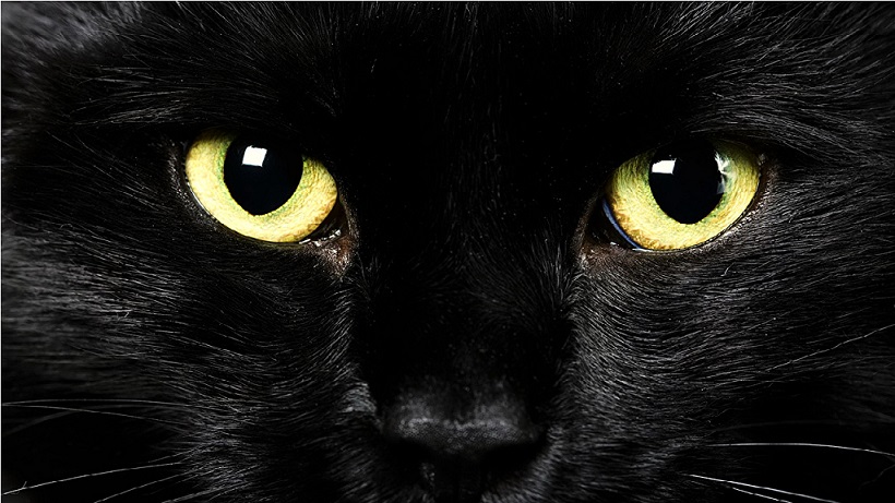 Kara Kedileri Takdir Günü